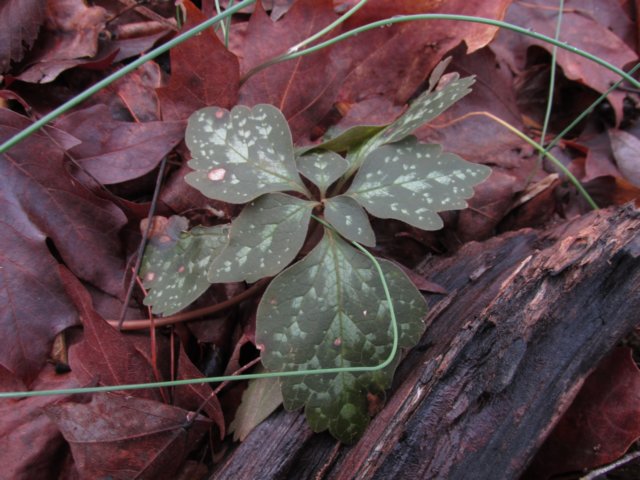 alleghenyspurge.jpg