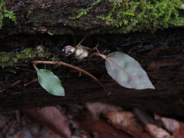 craneflyorchid.jpg
