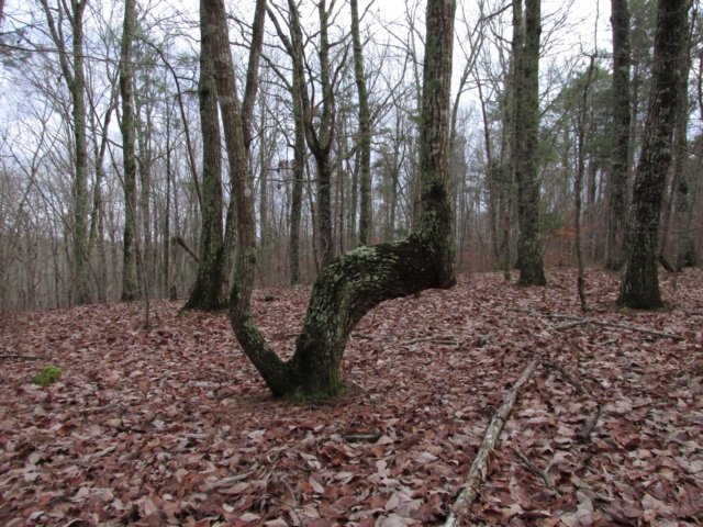 indianmarkertree2.jpg