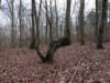indianmarkertree2_small.jpg