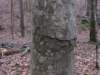 othersideofthetreesimilarmarkingsperpendicularandlarger_small.jpg
