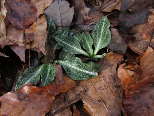 rattlesnakeplantain.jpg