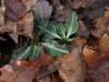 rattlesnakeplantain_small.jpg