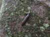 slugswereoutandabout_small.jpg