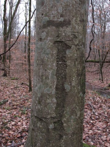 unusualmarkingssnaketree.jpg