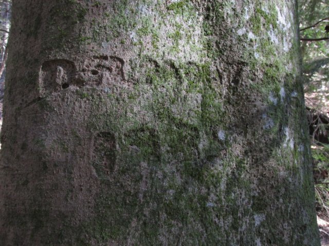 treecarving.jpg