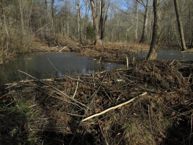 beaverdam.jpg