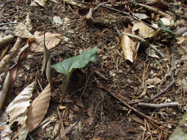 craneflyorchid.jpg