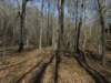 indianmarkertreeandlargebeech_small.jpg