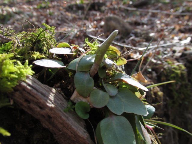 trailingarbutus.jpg