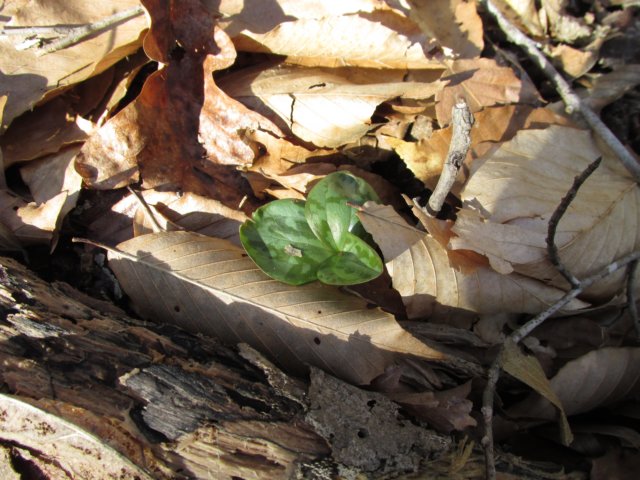trilliumfirstoftheyear.jpg