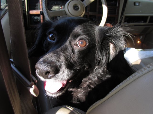 lulusfirstcampingadventureahappydog.jpg