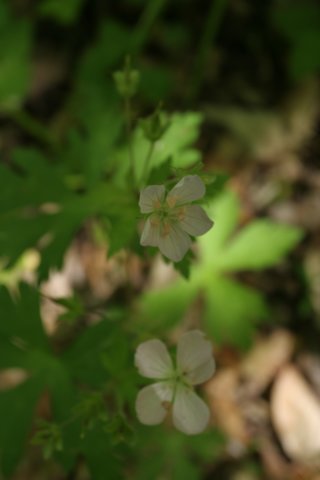 cranesbill.jpg