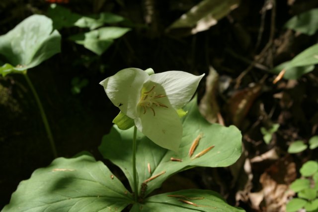 greatwhitetrillium.jpg
