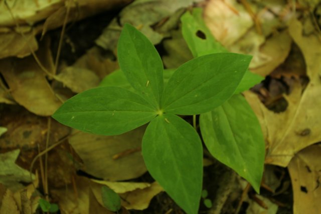 leaftrillium.jpg