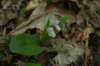 img_8335_small.jpg