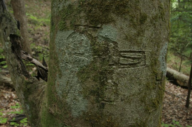 whiskeystilltree.jpg