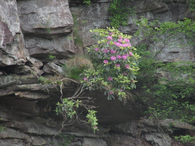 catawbarhododendronhangingfrombluff.jpg