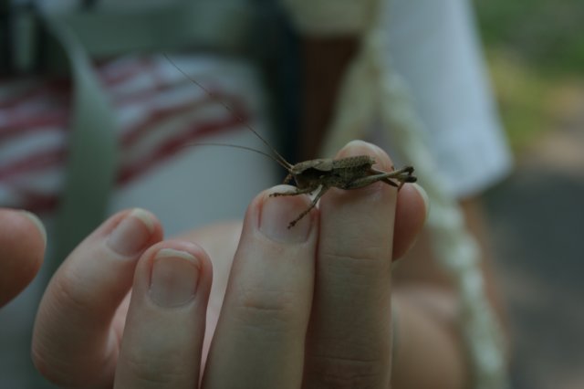 cricket.jpg