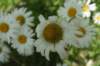img_8965_small.jpg