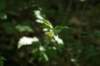 indiancucumberroot_small.jpg