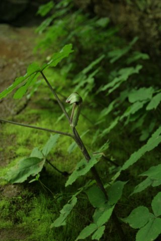 jackinthepulpit.jpg