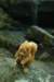 nimatlaurelfalls_small.jpg