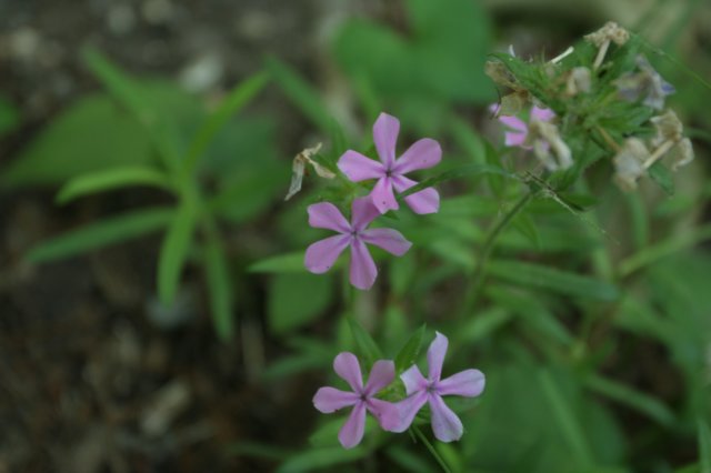 woodphlox.jpg