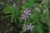 woodphlox_small.jpg