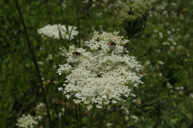 img_9798.jpg