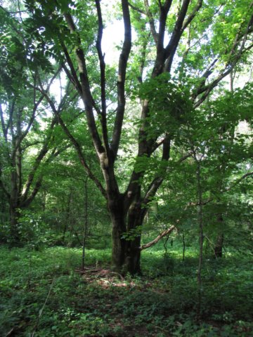 img_4654.jpg