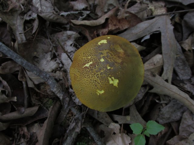 img_4867.jpg