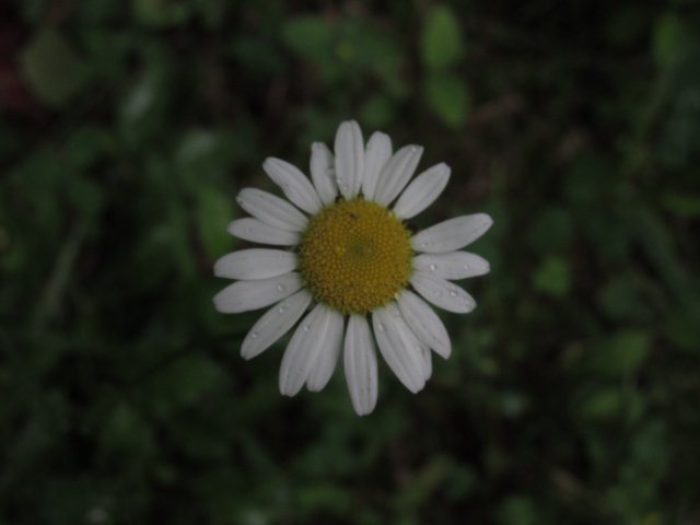 img_4916.jpg