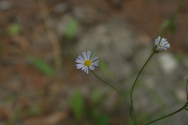 aster.jpg