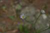 aster_small.jpg