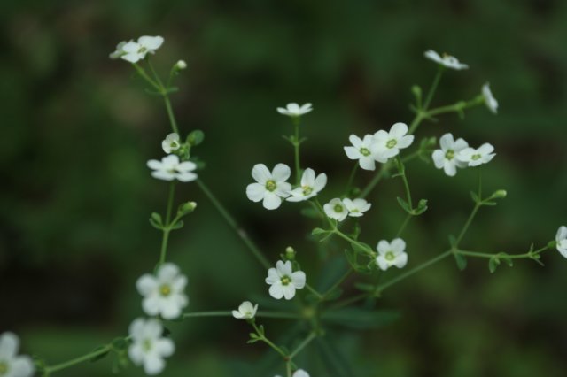 floweringspurge.jpg