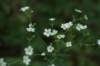 floweringspurge_small.jpg