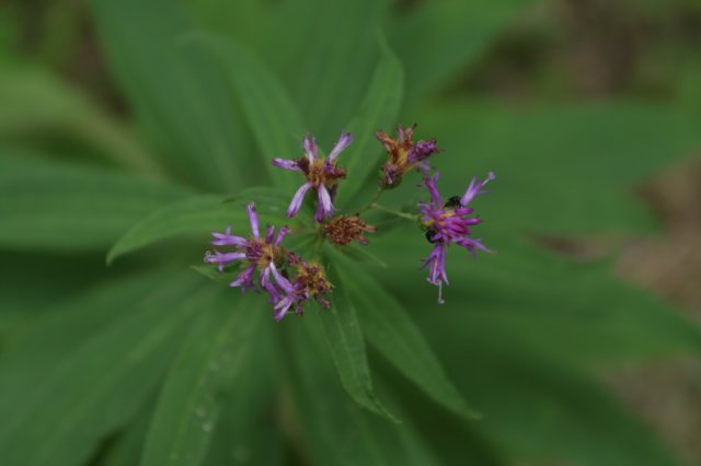 ironweed.jpg