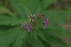 ironweed_small.jpg