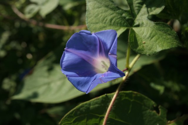 ivyleafmorningglory.jpg