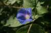 ivyleafmorningglory_small.jpg