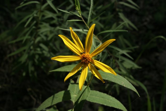jerusalemartichoke.jpg
