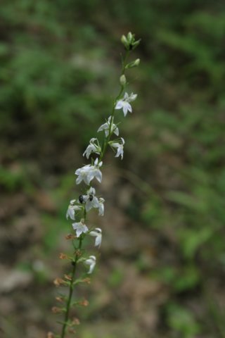 lobelia.jpg