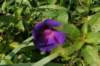 morningglory_small.jpg