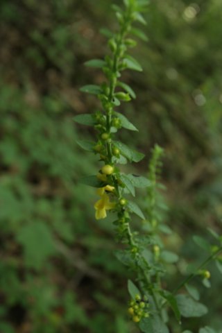 mulleinfoxglove.jpg