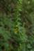 mulleinfoxglove_small.jpg