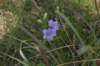 soapwortgentian_small.jpg