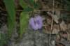 spurredbutterflypea_small.jpg