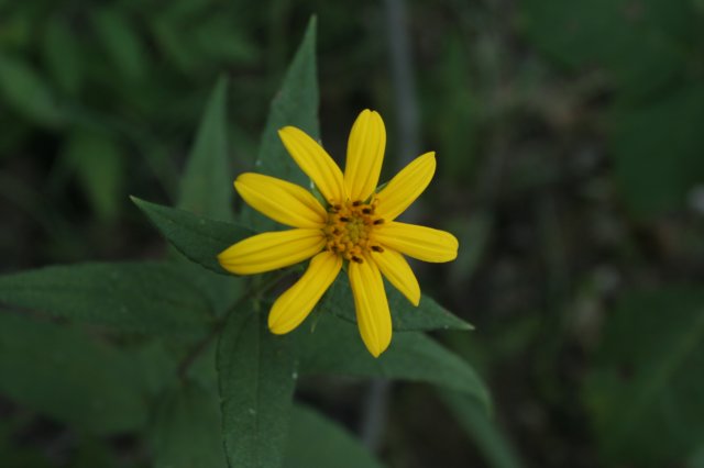 woodlandsunflower.jpg