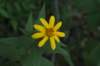 woodlandsunflower_small.jpg